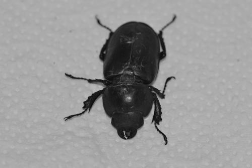 Réf. 288 156 : Lucanus cervus